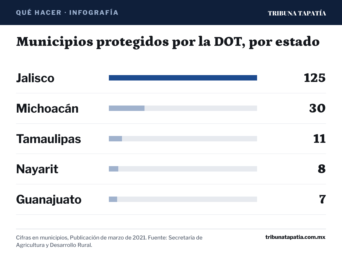 Infografía: Municipios protegidos por la DOT, por estado. Jalisco: 125 municipios; Michoacán: 30 municipios; Tamaulipas: 11 municipios; Nayarit: 8 municipios; Guanajuato: 7 municipios. Cifras en municipios, Publicación de marzo de 2021. Fuente: Secretaría de Agricultura y Desarrollo Rural.